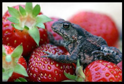 Toad & Strawberries - Urshult Sweden 2002