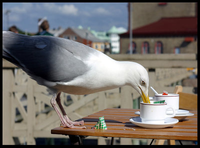 Cafè Gull - Varberg Sweden 2002