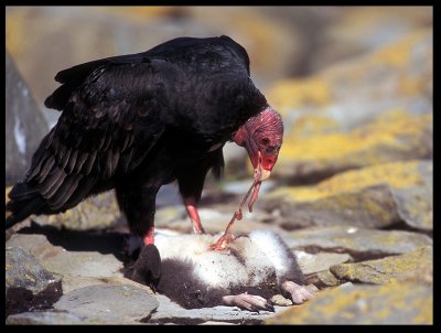 Turkey Vulture eating young Rockhopper...