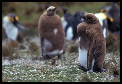 Young King Penguins changing dress