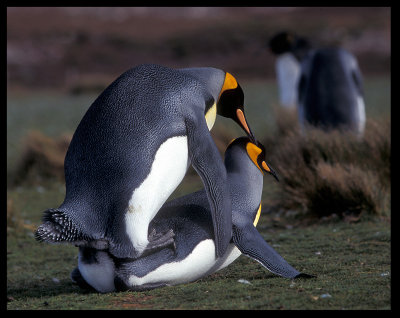 Mating with lots of other penguins around can be difficult