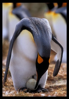 King penguin looking after the egg