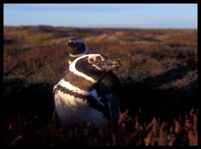 Magellanic Penguin