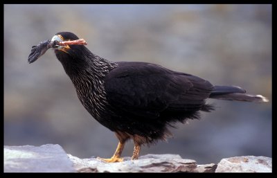 Striated Caracara with penguin leg