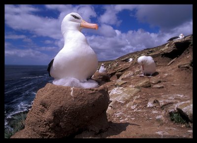 Black-browed Albatross nest on Saunders Island