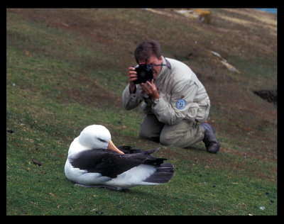 Black-browed Albatross - Falkland Islands 1996
