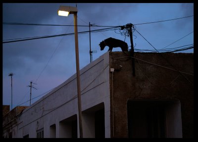 Dog barking in the night - Boa Vista