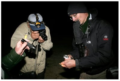 Capturing a White-faced Storm Petrel in the night - Ilheo dos Passaros
