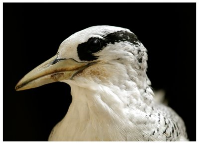 Immature Red-billed Tropicbird