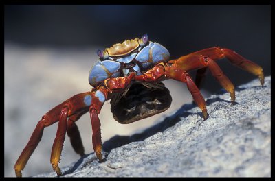 Sally Lightfoot Crab - Galapagos 1999
