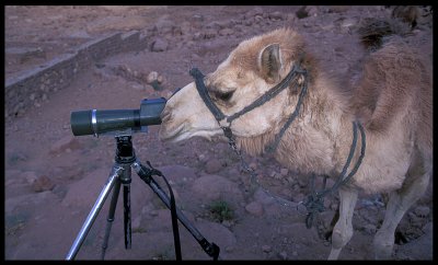 Watching Birds - Egypt 1993