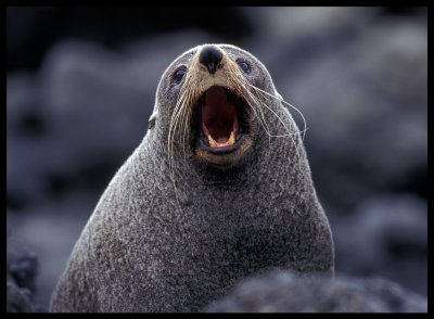 New Zealand Fur Seal 1997