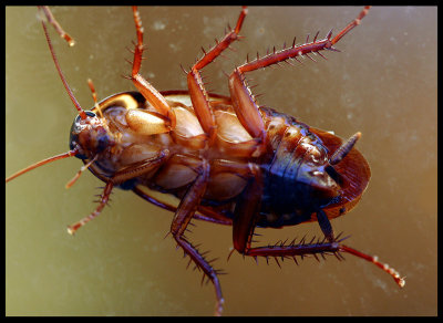 Cockroach inside window 2002
