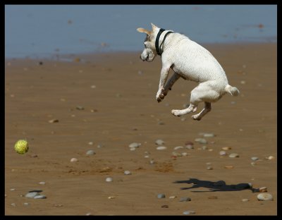 Dog jumping after ball - Morocco 2002