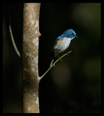 Red-flanked Bluetail - India 2003