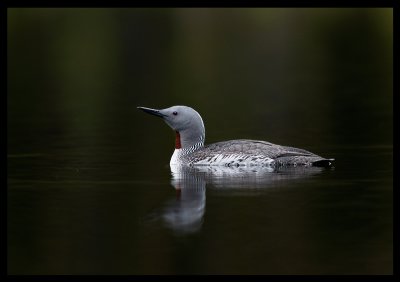 Red-throated Diver - Sweden 2004