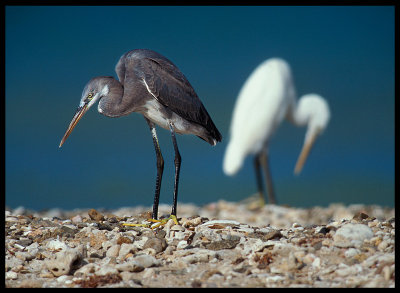 Western Reef Egrets - Yemen 1997