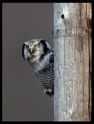 Northernn Hawk Owl - Finland 2004