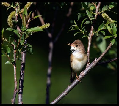 Marsh Warbler - Armenia 2005