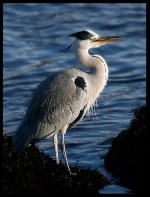 Grey Heron - Ireland 2005