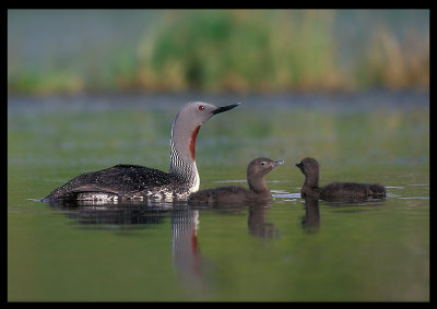 Red-throated Diver with young - Island 1998