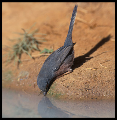 Dartford warbler drinking - Morocco 1998
