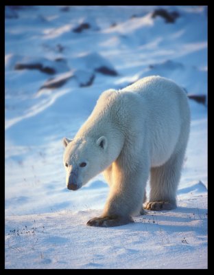 Polar bear - Churchill Canada 1989