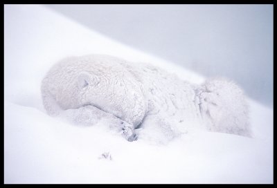 Sleeping Bear - Churchill Canada 1989