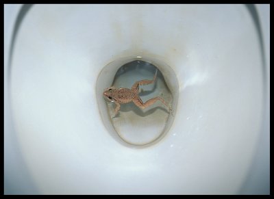 A Frog in my toilet !!! The Gambia 2001