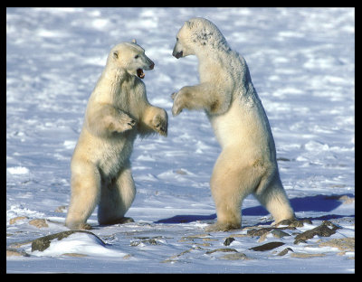 Polar Bears in Churchill Canada 1989