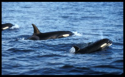 Killer Whales - New Zealand 1997