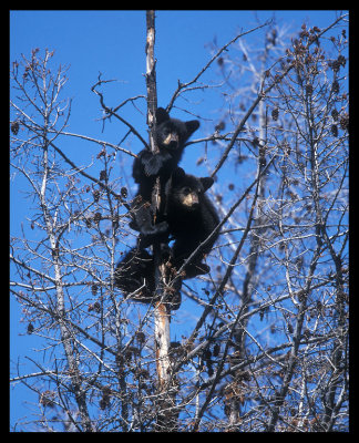 Black Bear cubs climbing a tree - Yellowstone USA 2000