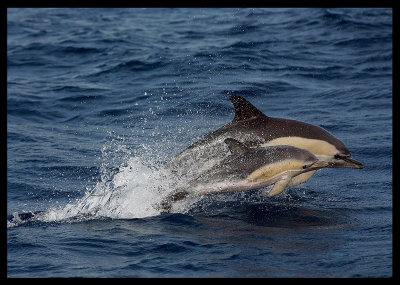 Common Dolphins (Mother and baby!) - The Azores 2006
