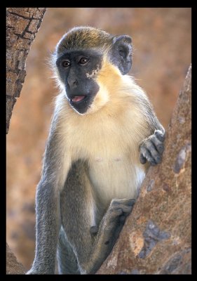 Vervet Monkey (Cercopithecus aethiops)