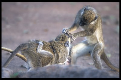 Time for inspection !   Vervet Monkey (Cercopithecus aethiops)
