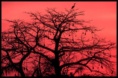 Heron in late sunset