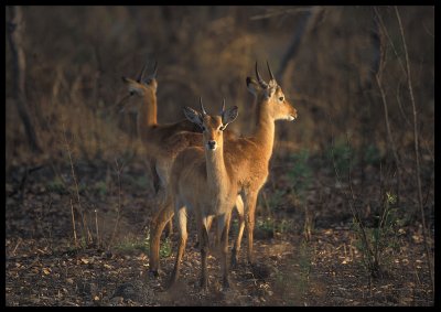 Kob Antilopes