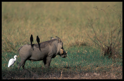 Time for a free ride - Warthog (Phacochoerus africanus)
