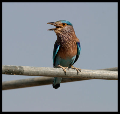Indian Roller - common sight in Oman