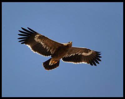 Steppe Eagle - Muscat