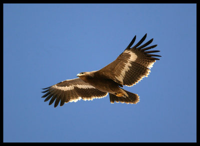 Steppe Eagle - Muscat