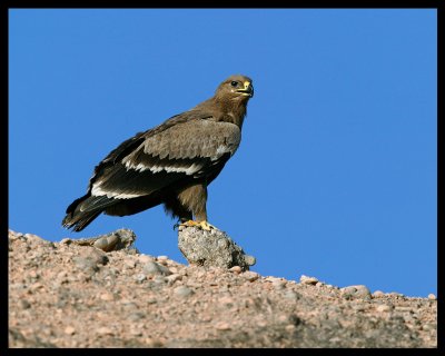 Steppe Eagle - Salalah
