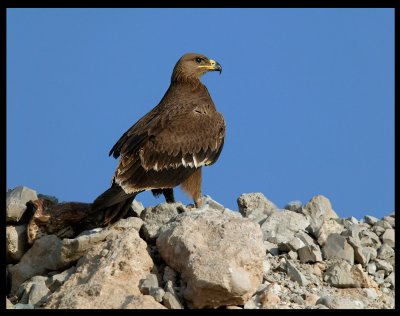 Steppe Eagle - Salalah