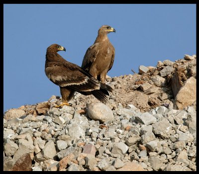 Steppe Eagles  - Salalah