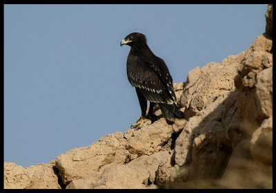 Greater Spotted Eagle - Muscat