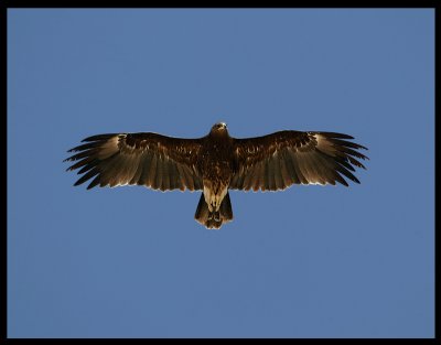 Greater Spotted Eagle - Salalah