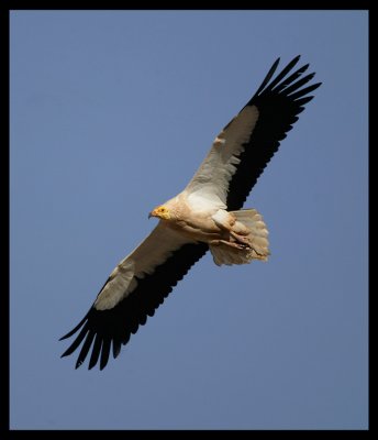 Egyptian Vulture - Muscat