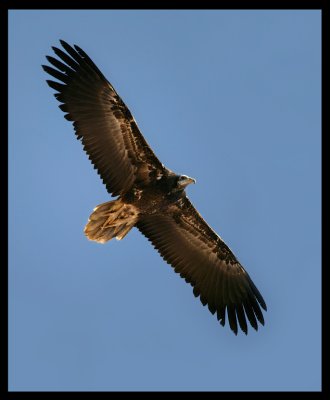 Egyptian Vulture - Muscat