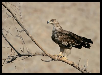 Imperial Eagle - Muscat