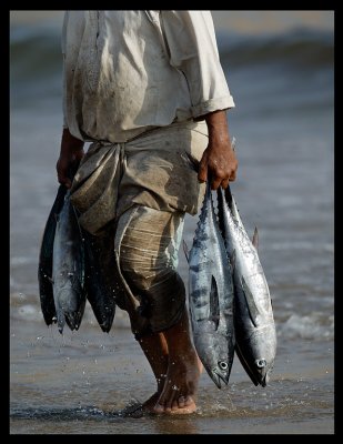Tuna fisherman - Sur
